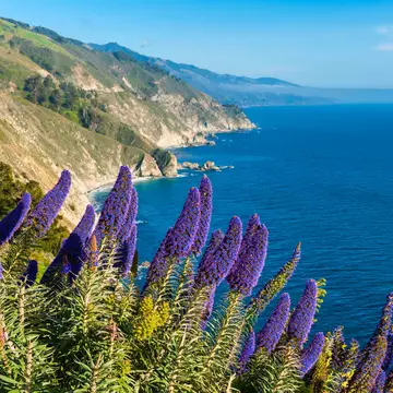 The best season for wildflowers is spring, but any time is right for a drive down Highway 1. Allard Schager / Getty Images