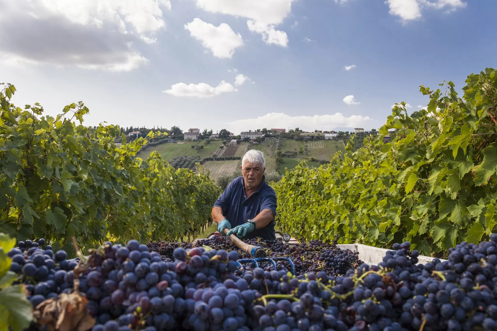 A man harvesting wine grapes in the hills of Italy. 