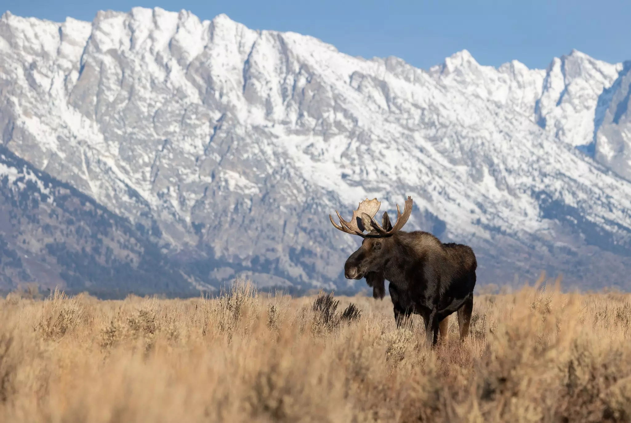 Moose in Grand Teton National Park, Wyoming  License Type: media  Download Time: 2023-10-04T16:45:27.000Z  User:   Is Editorial: No  purchase_order: