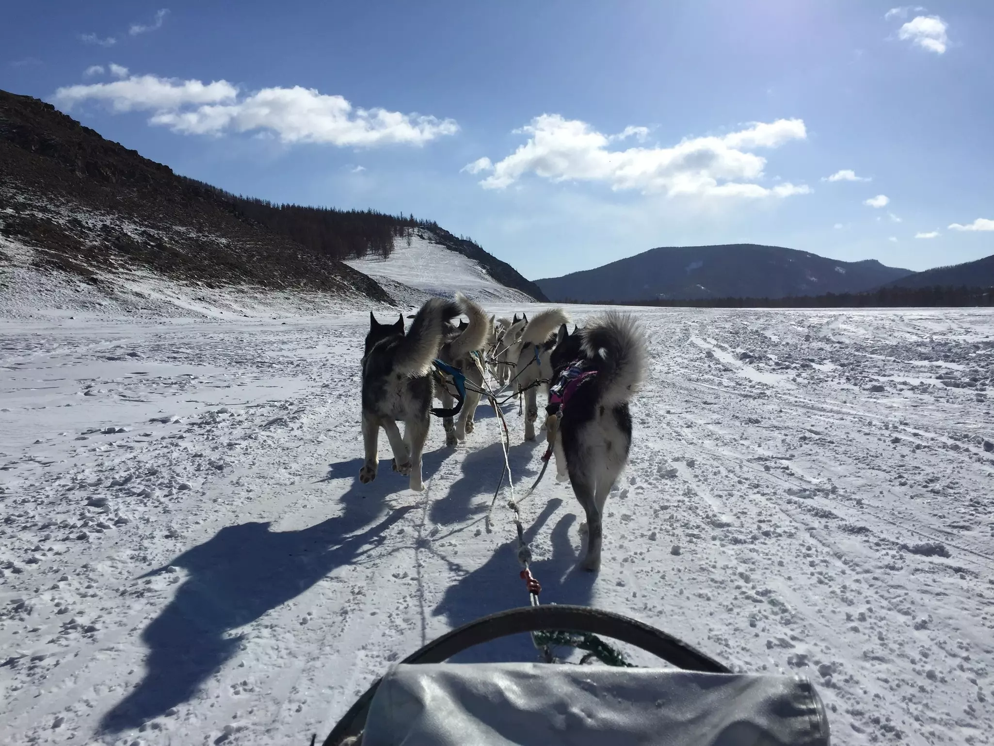 Dogsledding from a first-person pov.