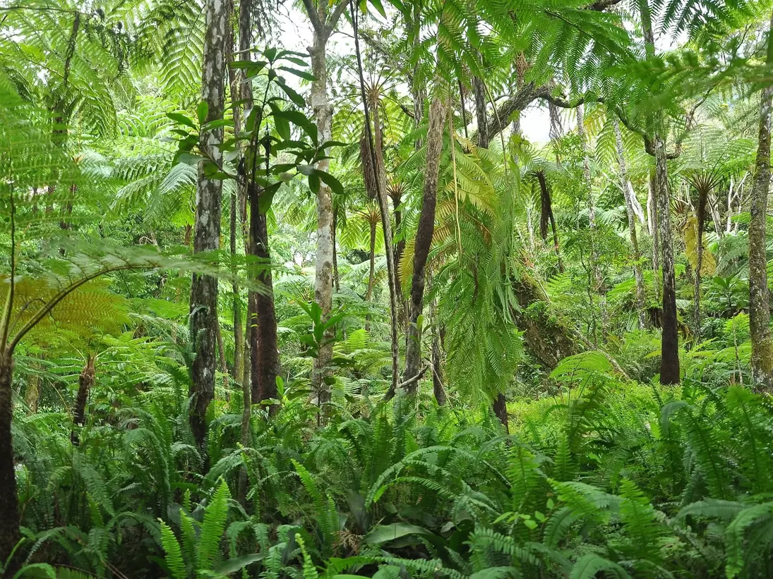Hakgala Botanical Garden in Hakgala, Nuwara Eliya, Sri Lanka.