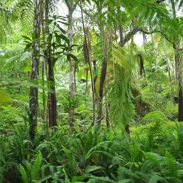 Hakgala Botanical Garden in Hakgala, Nuwara Eliya, Sri Lanka.