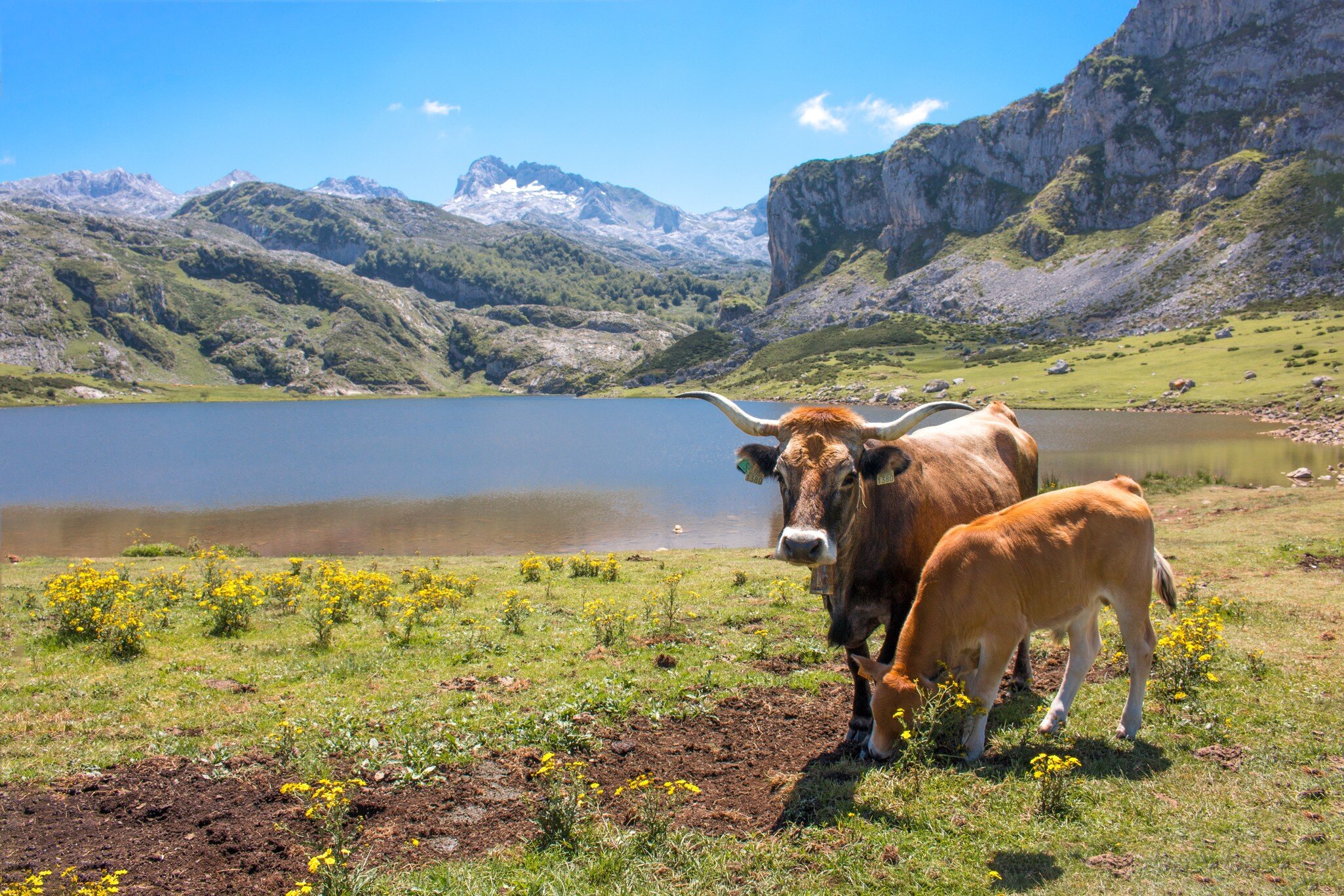 Brown Cow in the Parque Nacional de los Picos de Europa (Picos d’Europa) Asturies (Asturias) Spain (España); Shutterstock ID 1697485774; your: Sloane Tucker; gl: 65050; netsuite: Online Editorial; full: POI