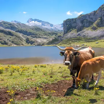 Brown Cow in the Parque Nacional de los Picos de Europa (Picos d’Europa) Asturies (Asturias) Spain (España); Shutterstock ID 1697485774; your: Sloane Tucker; gl: 65050; netsuite: Online Editorial; full: POI