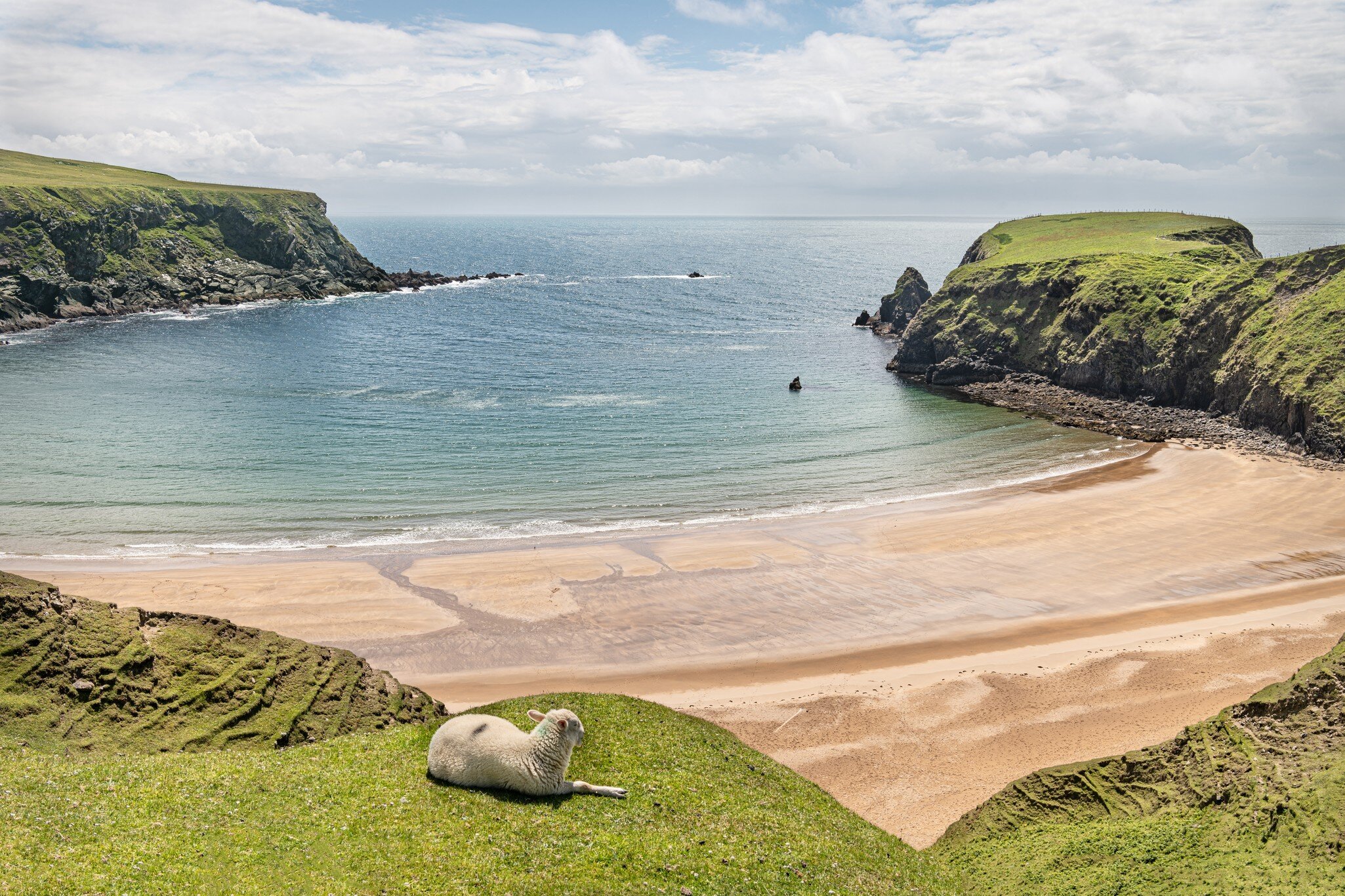 A Sheep on the cliffs at Malin Beg Beach; Shutterstock ID 1476767849;