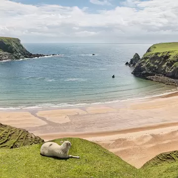 A Sheep on the cliffs at Malin Beg Beach; Shutterstock ID 1476767849;