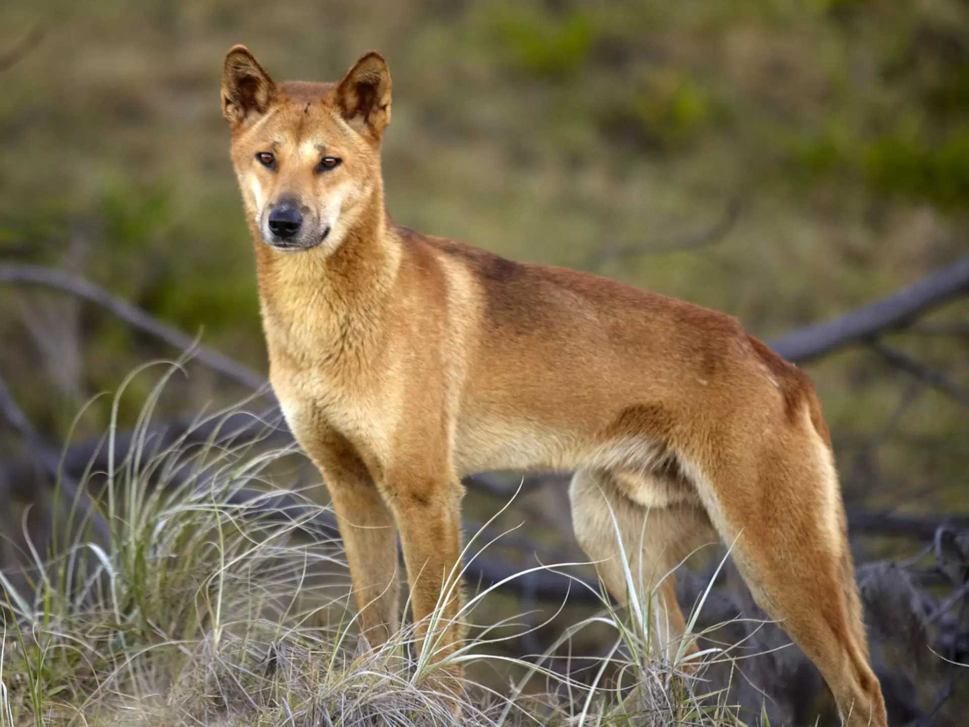 You'll have plenty of company on Fraser Island Â© Matt Munro/Lonely Planet