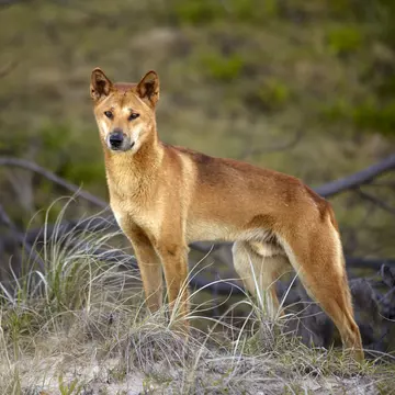 You'll have plenty of company on Fraser Island Â© Matt Munro/Lonely Planet