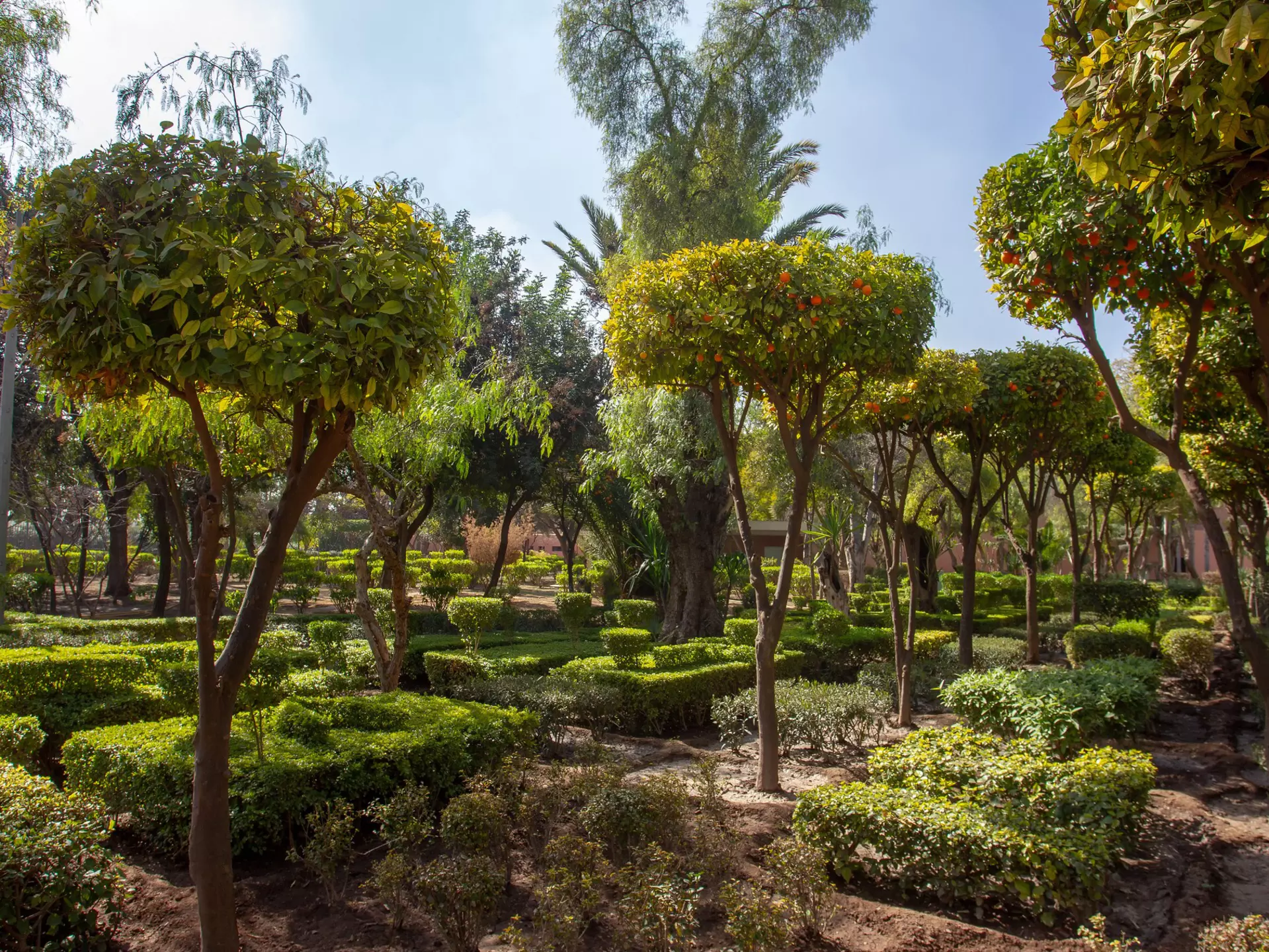 Orange trees and plants in Cyber Park in Marrakesh, Morocco