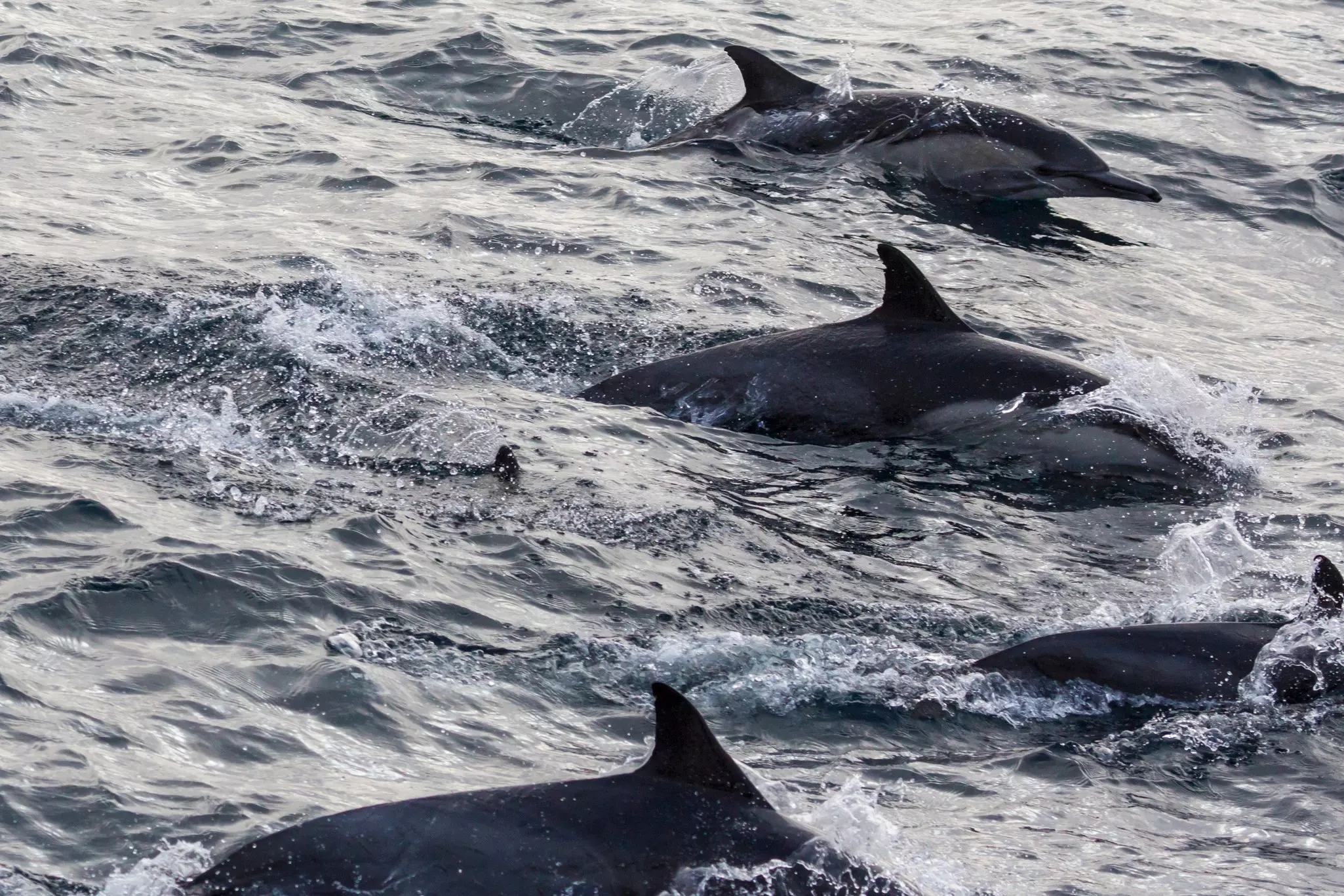 Wild dolphins swimming in the waters outside of Santa Cruz Island in Channel Islands National Park