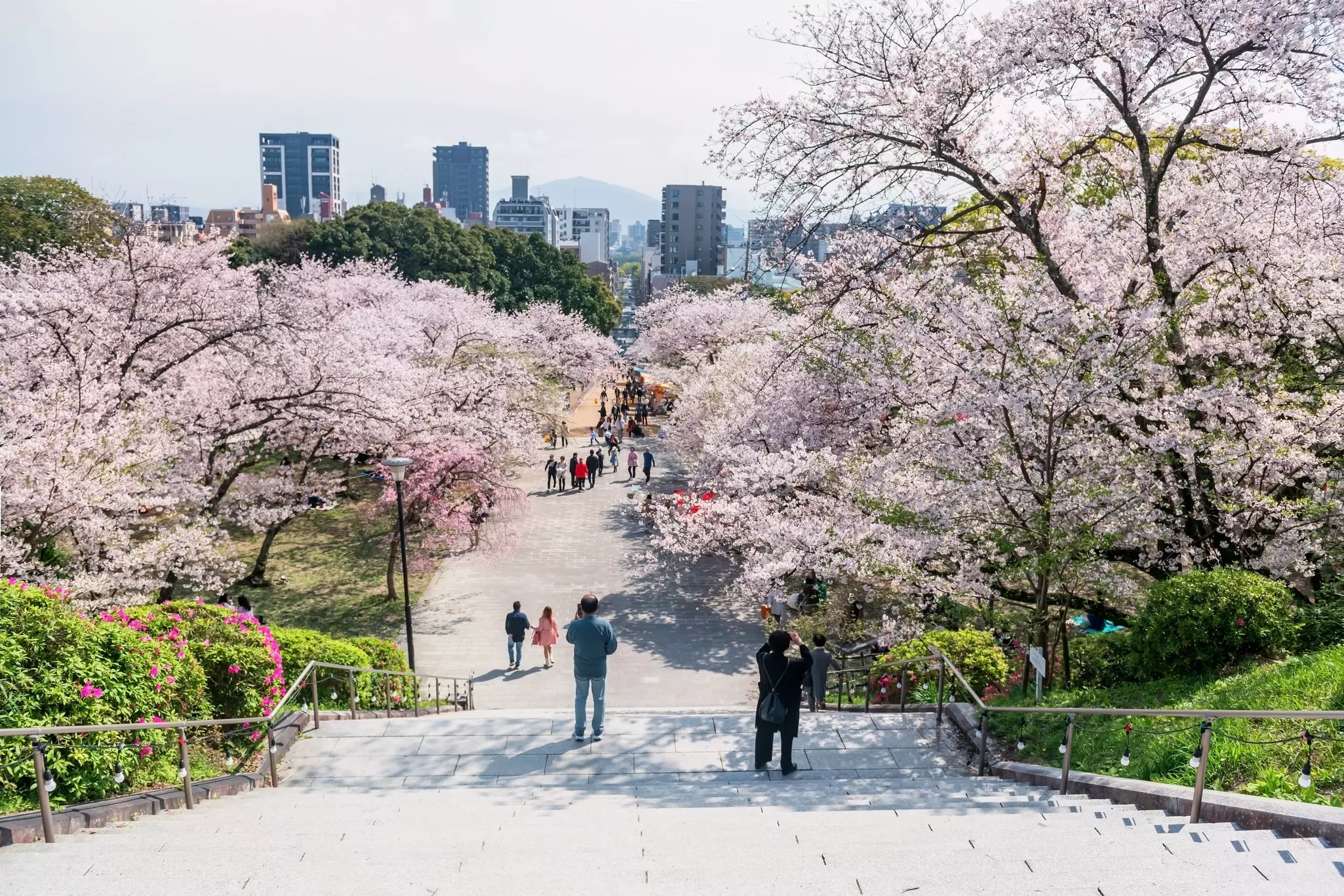 People stand in parkland looking down an avenue of trees all covered in pink cherry blossom