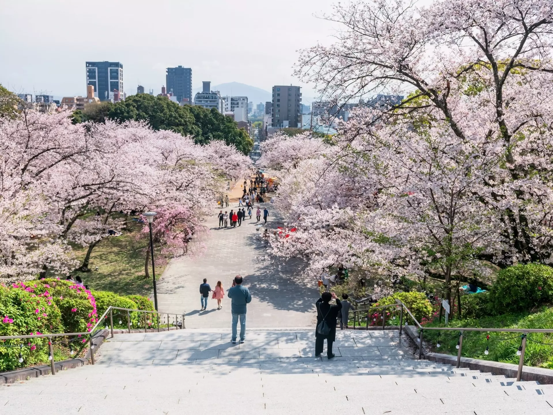 A view of the Fukuoka city skyline amidst the cherry blossoms in Nishi Park. 
