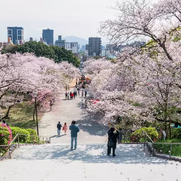 A view of the Fukuoka city skyline amidst the cherry blossoms in Nishi Park. 