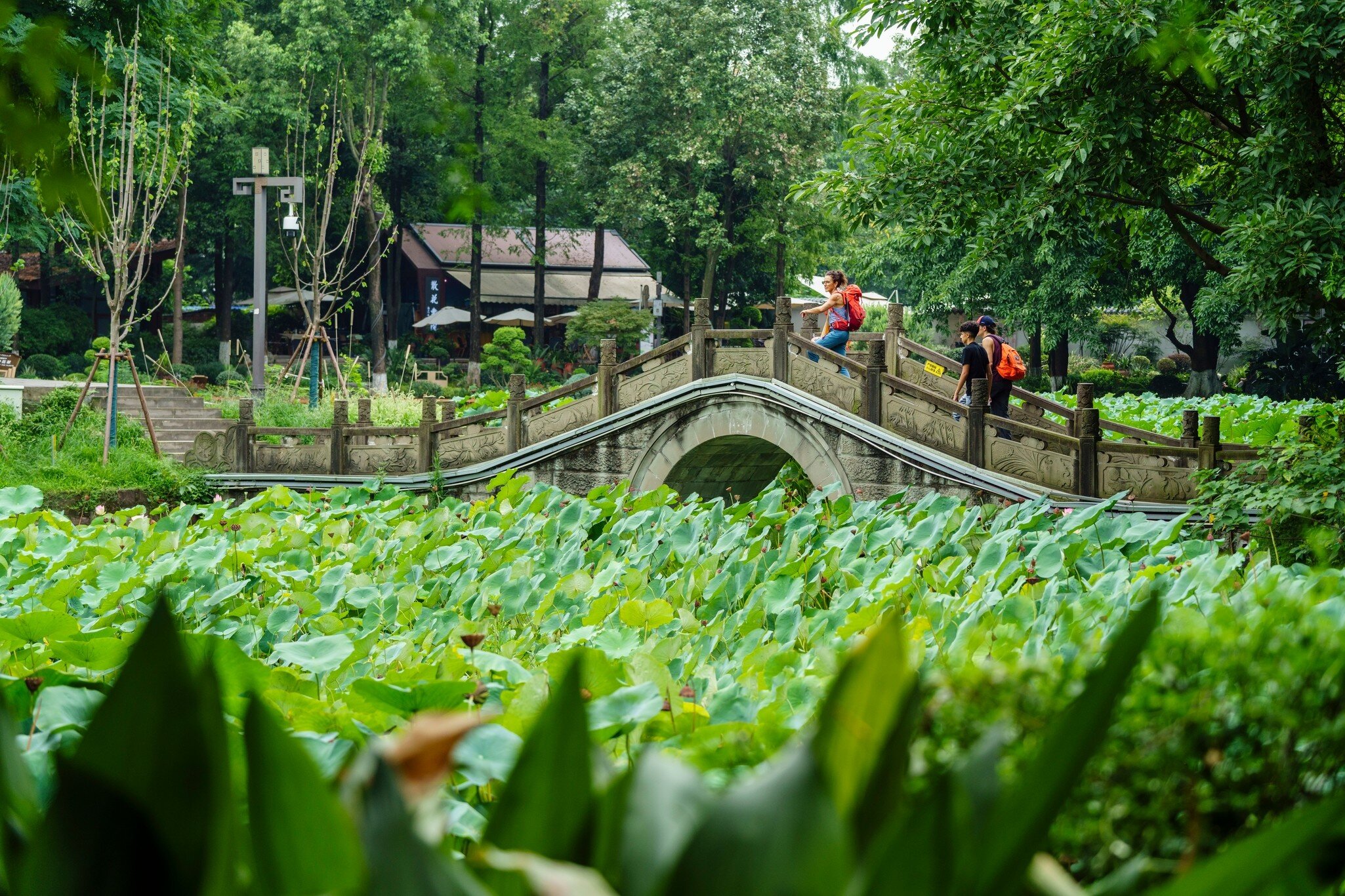 22-07-2025, tourist in People's Park, built in 1911 as Shaocheng Park, Chengdu,  Sichuan, People's Republic of China, License Type: media, Download Time: 2026-08-26T14:46:47.000Z, User: LP_NZhan, Editorial: true, purchase_order: 65050 - Digital Destinations and Articles, job: App Content, client: Lonely Planet App, other: Nadine Zhan