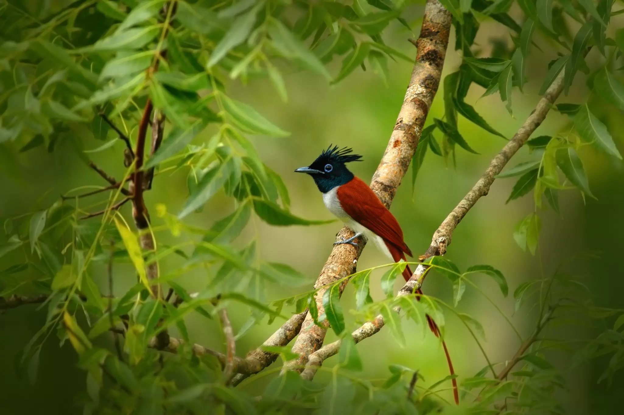 A red and black bird perches on a tree branch in Yala National Park, Sri Lanka