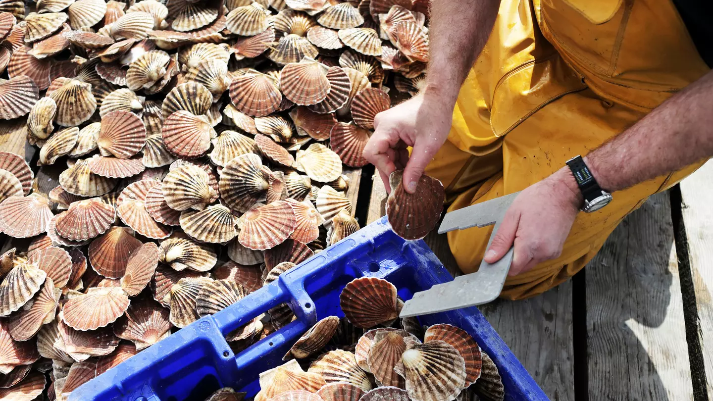 A scallop diver in Scotland cracks open a shell