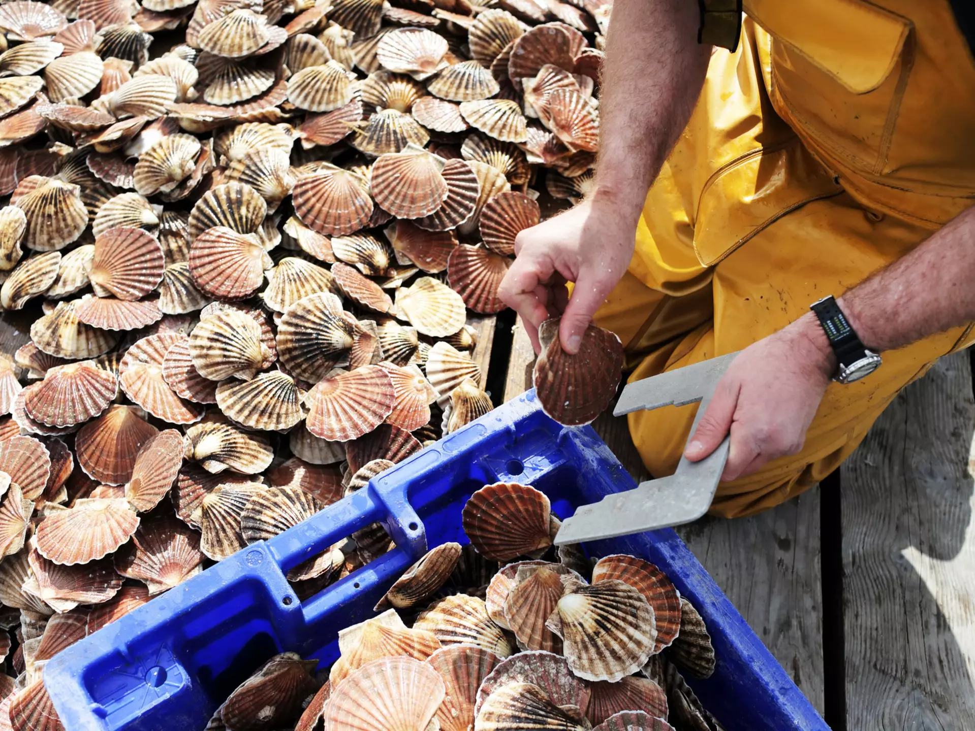 A scallop diver in Scotland cracks open a shell