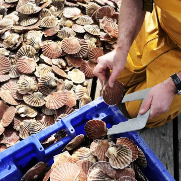 A scallop diver in Scotland cracks open a shell