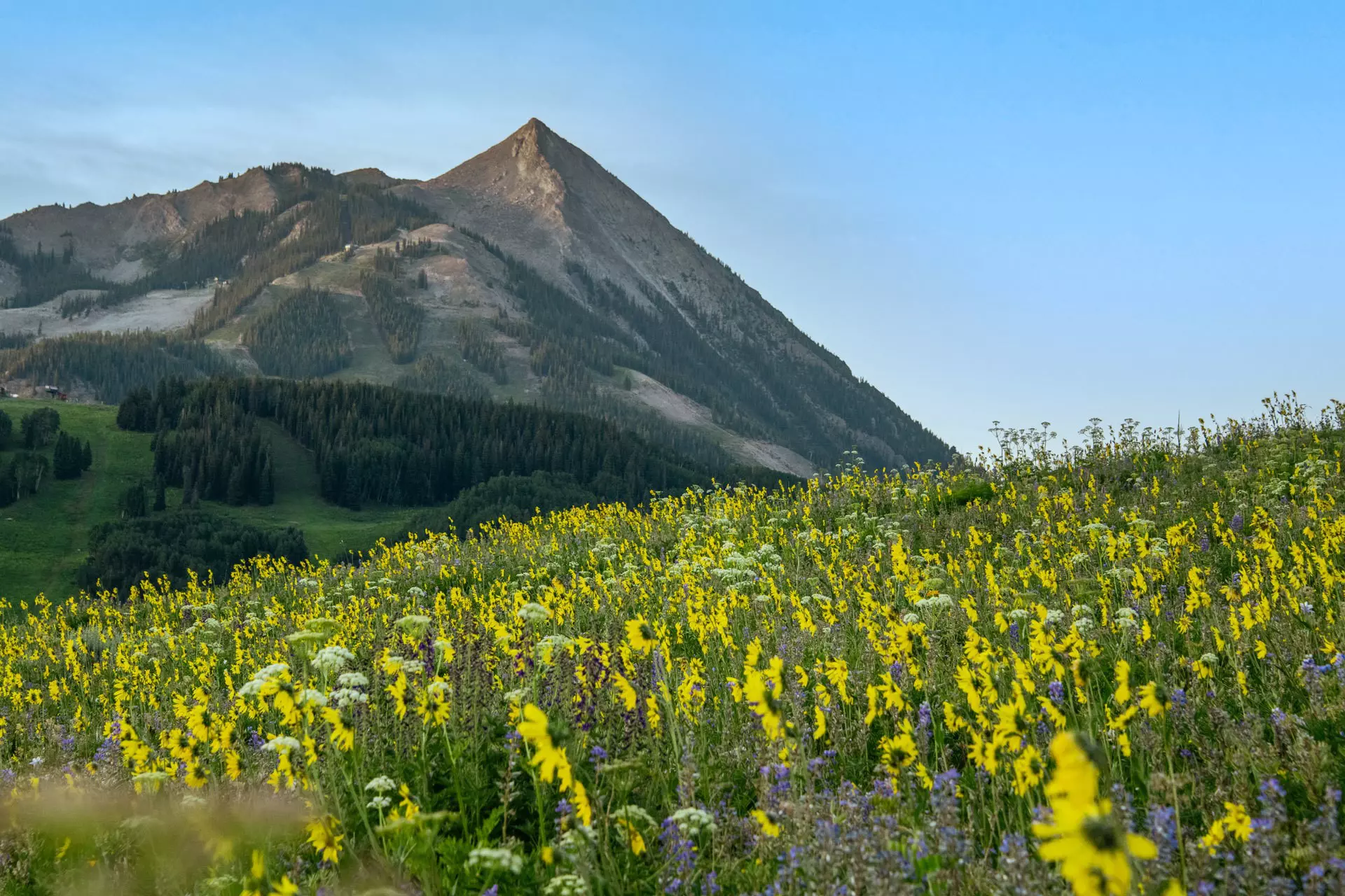 Wildflowers in Crested Butte, Colorado, with mountain ridges beyond. 
