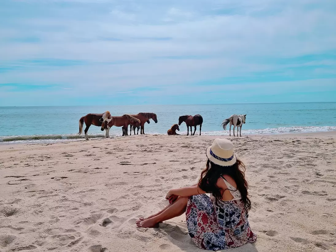 A woman watches wild horses on Assateague Island National Seashore