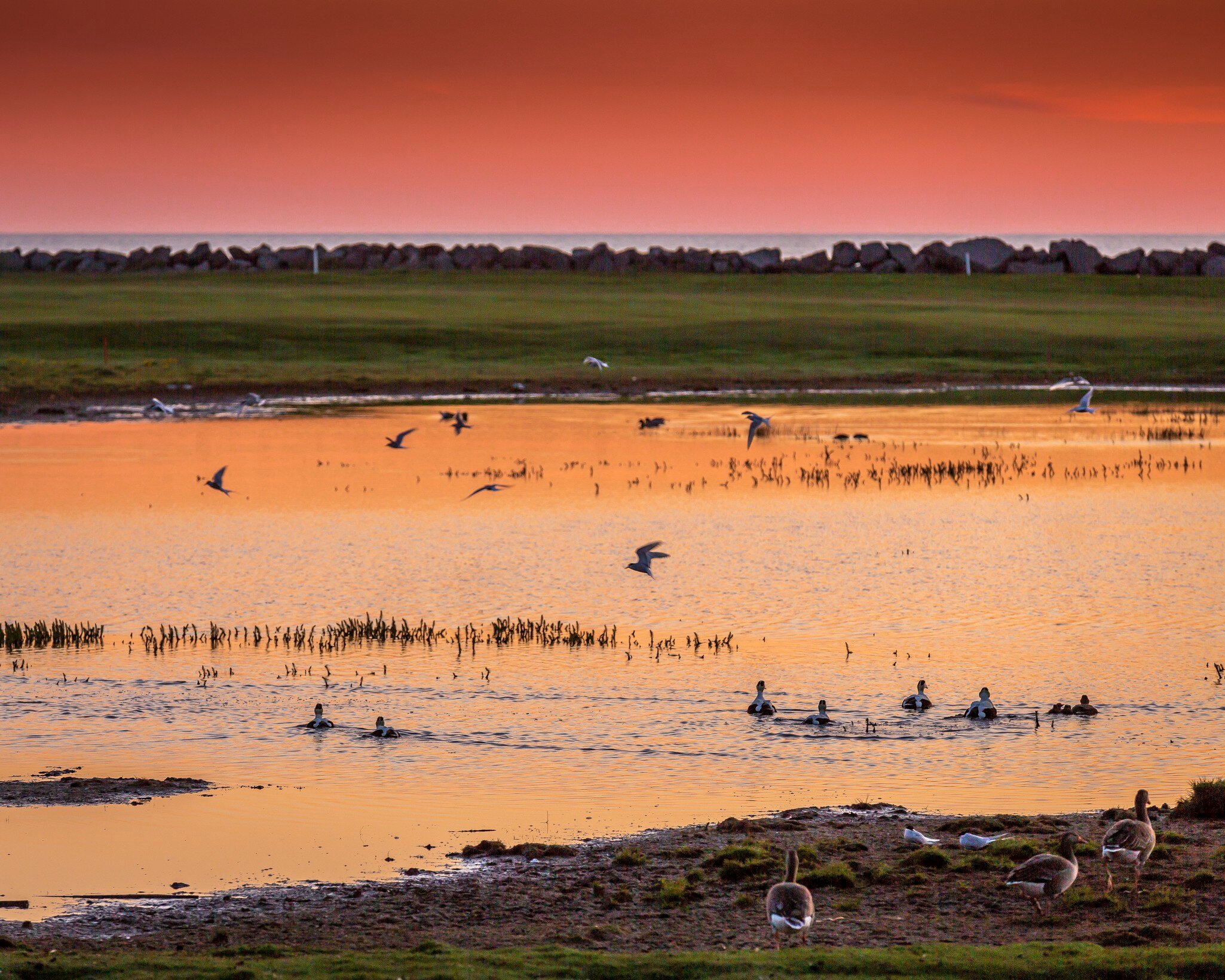 Midnight sun with birds