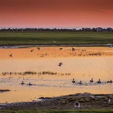 Midnight sun with birds