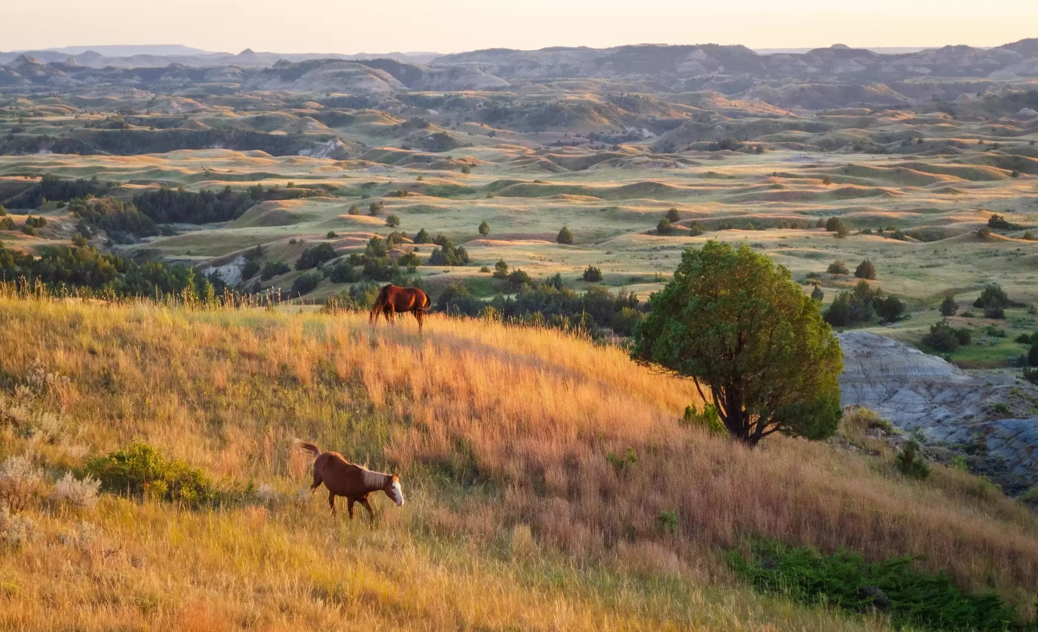 Wild horses grazing in Theodore Roosevelt National Park in North Dakota. Zack Frank/Shutterstock