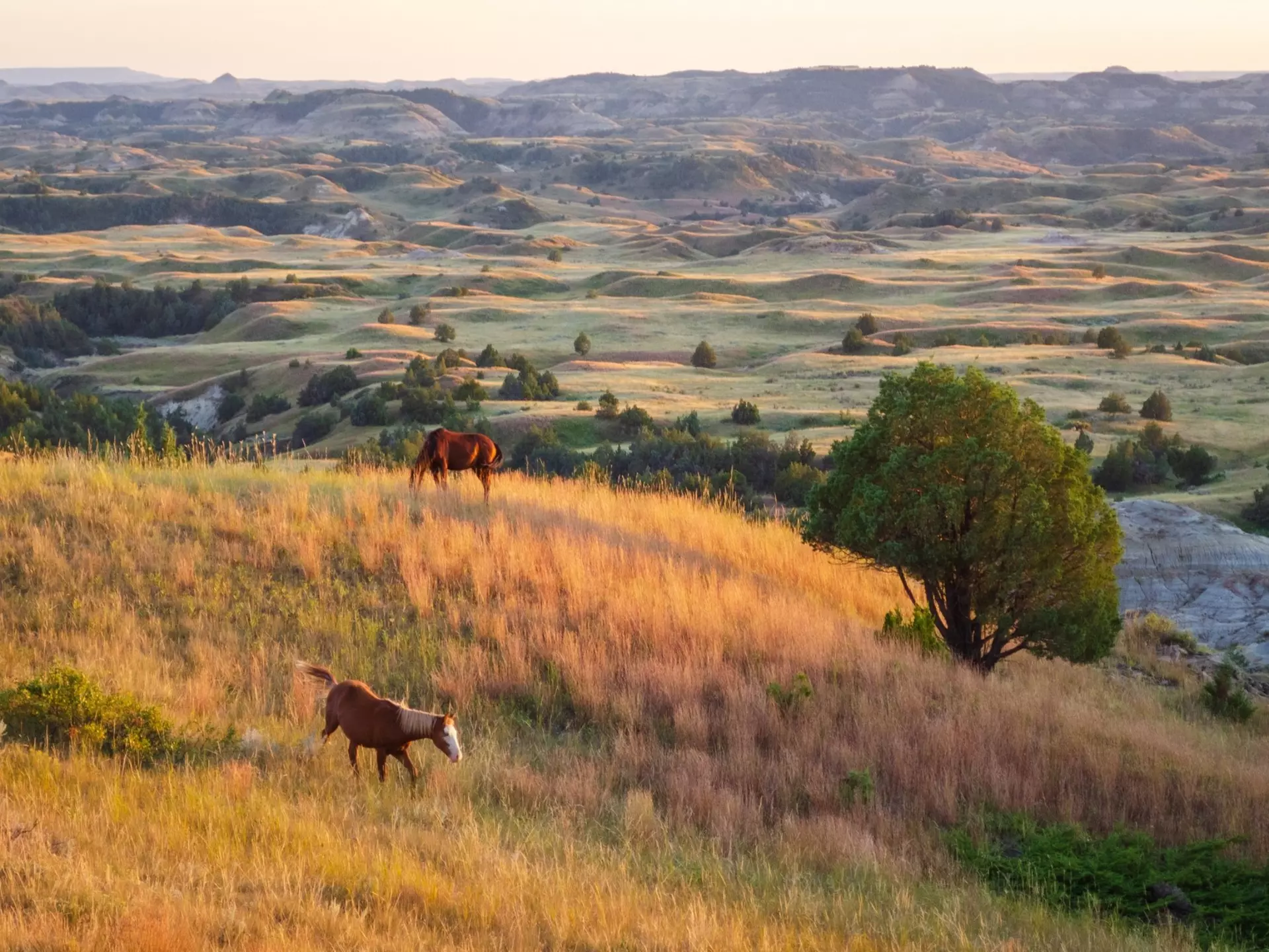 Wild horses grazing in Theodore Roosevelt National Park in North Dakota. Zack Frank/Shutterstock