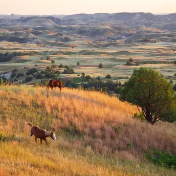Wild horses grazing in Theodore Roosevelt National Park in North Dakota. Zack Frank/Shutterstock