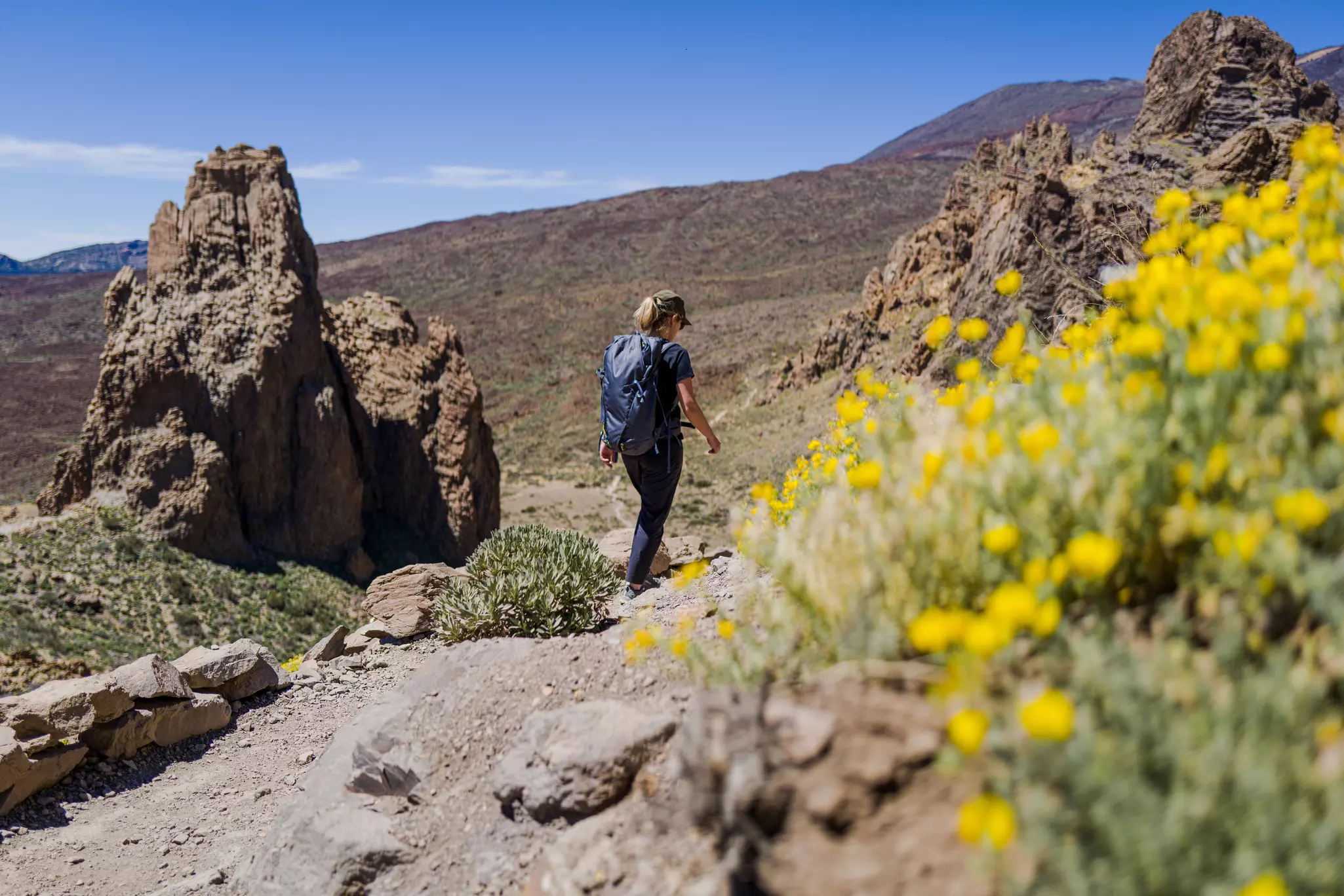A woman hikes by blooming yellow wildflowers in Teide National Park, Tenerife, Canary Islands, Spain