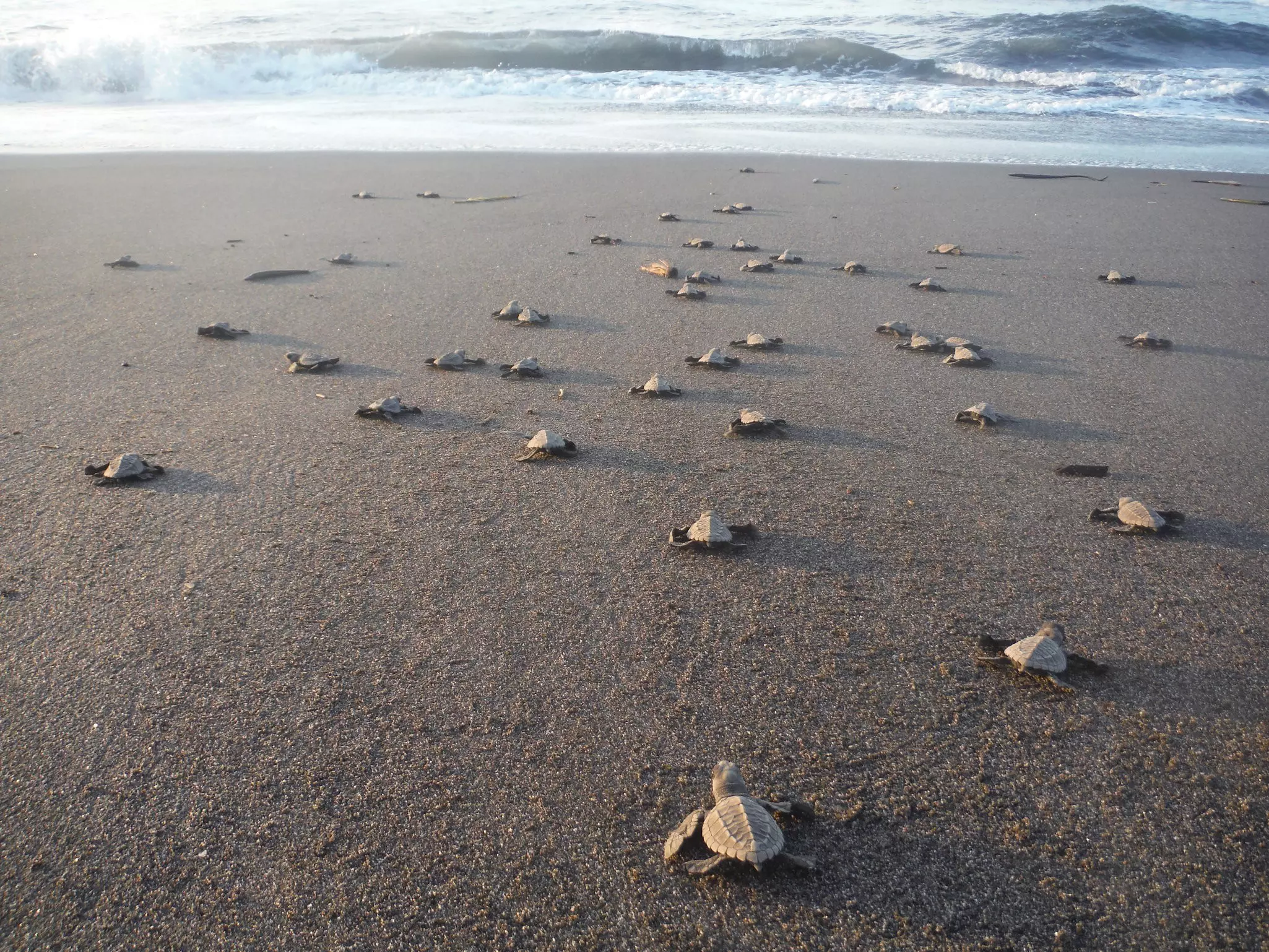 Turtle hatchlings scuttle over the sand towards the surf on a beach.