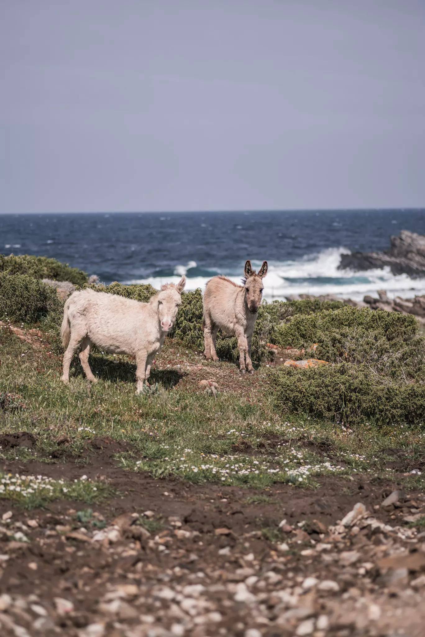 White and grey donkeys of Asinara island, national reserve close to Sardinia, Italy. 