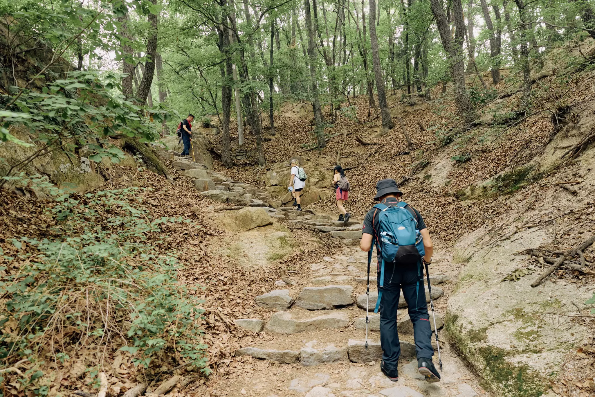 Hikers walk up a path with some stone steps in an open forest.