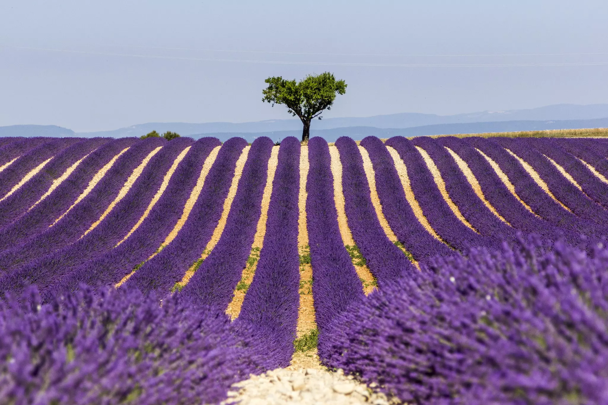 Lavender fields in Provence-Alpes-Cote d'Azur in France © Stefano Pistis / 500px