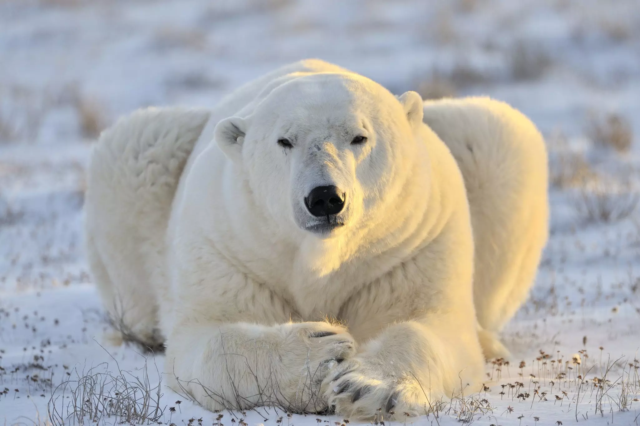 A polar bear lying in the frozen tundra.