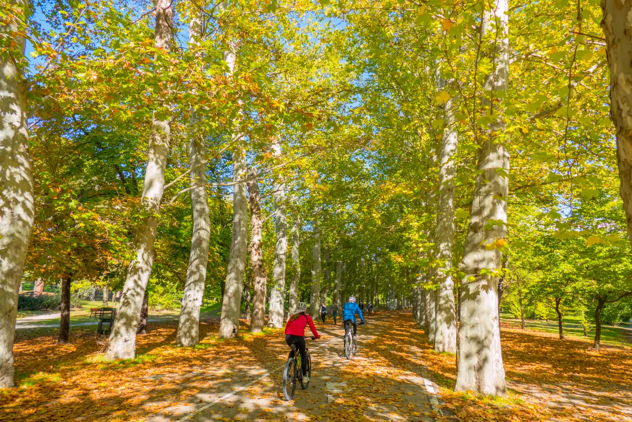 Autumn colors Casa de Campo in Madrid, Spain. Two mountain bike riders through forest in autumn in park, autumn