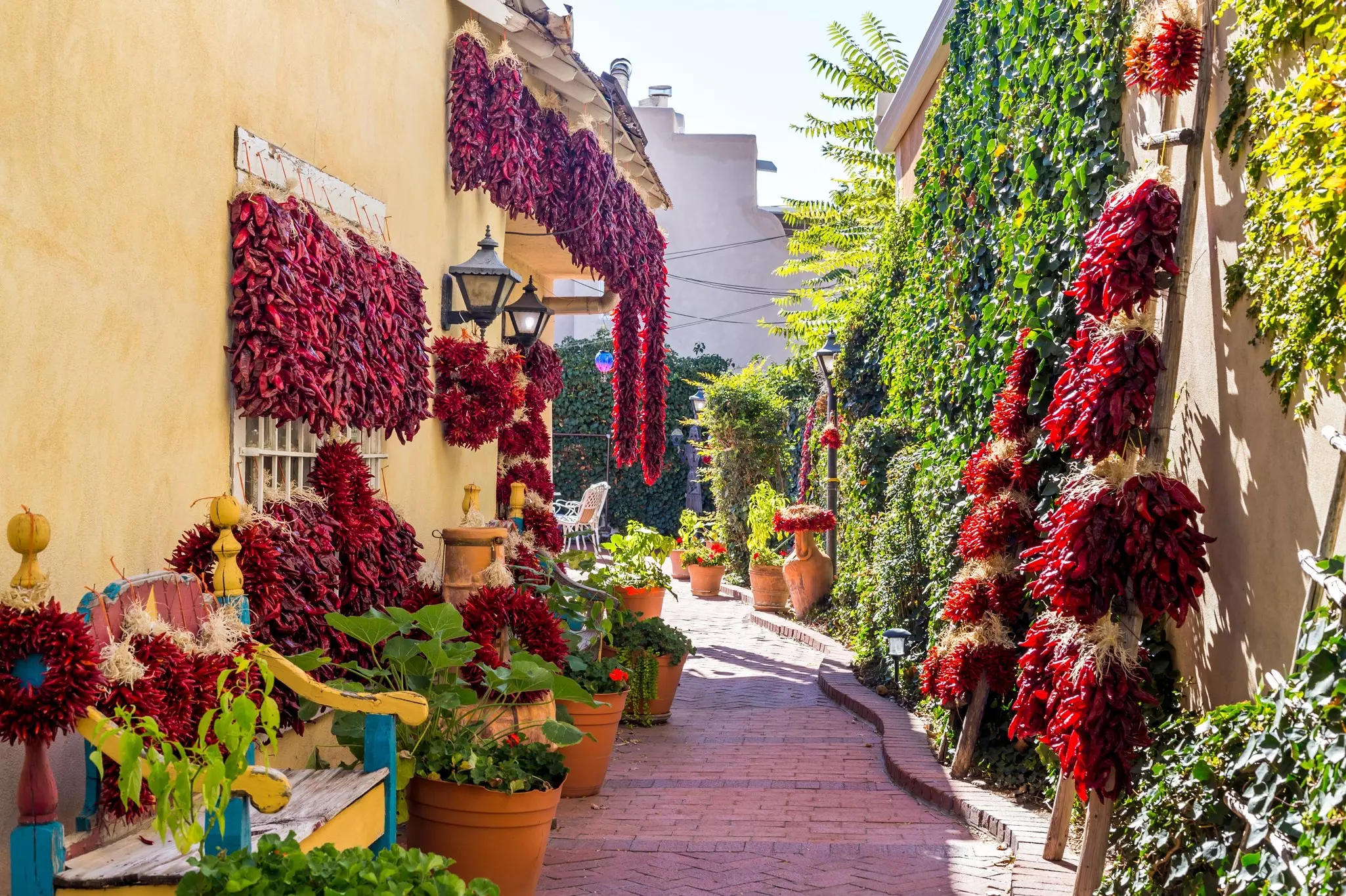 Chile peppers are dried in a private yard in the Old Town Albuquerque