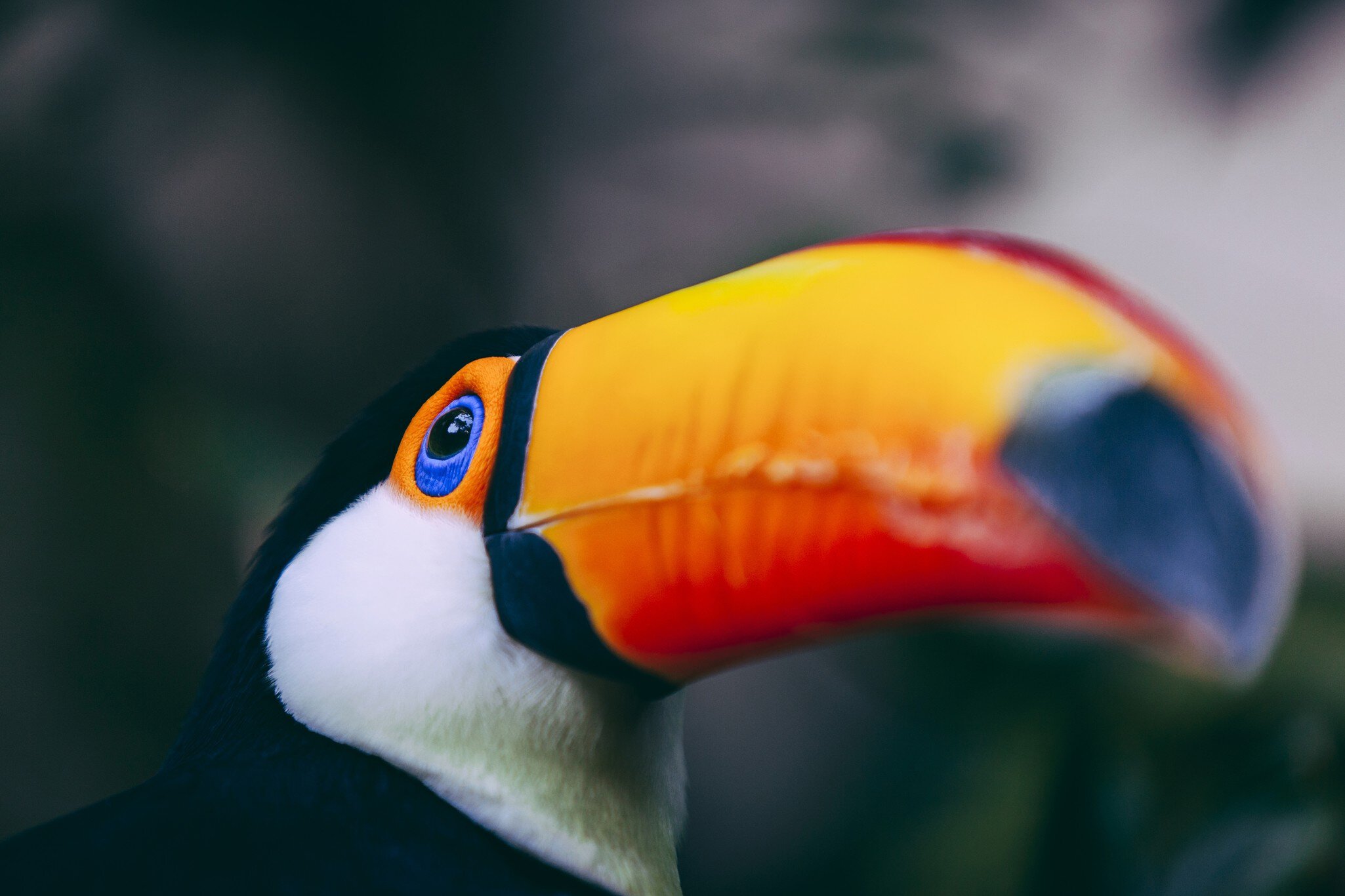 Close up of Toco toucan, Bolivia