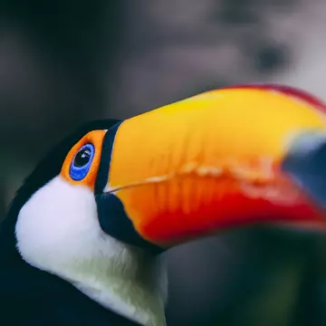 Close up of Toco toucan, Bolivia