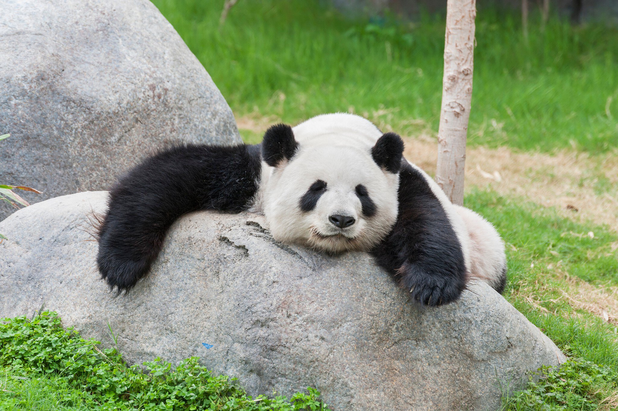 Tian Tian, the male giant panda at the National Zoo.