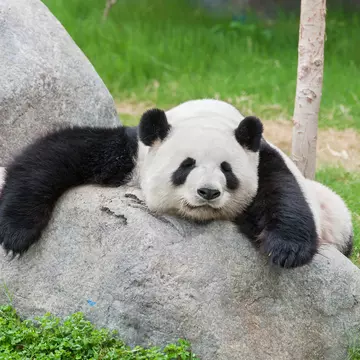 Tian Tian, the male giant panda at the National Zoo.