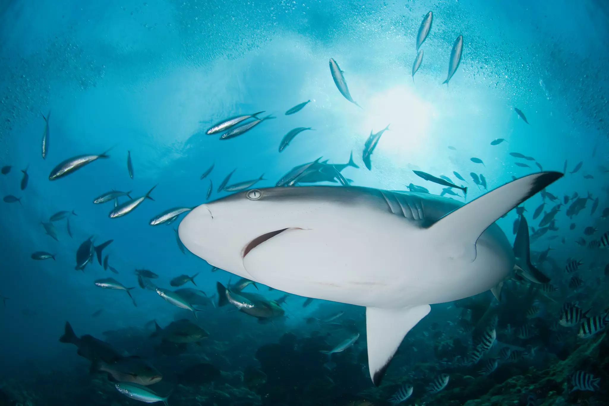 A reef shark surrounded by small silver and striped fish swims over a reef in blue ocean.