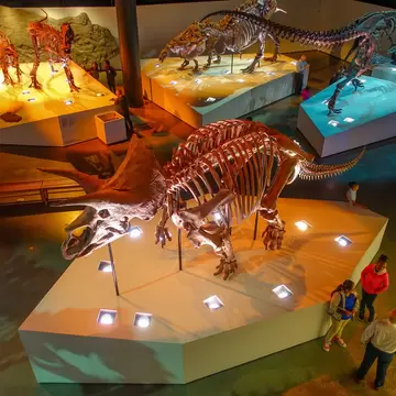 Mounted dinosaur skeletons lit in a dark gallery at the Houston Museum of Natural Science