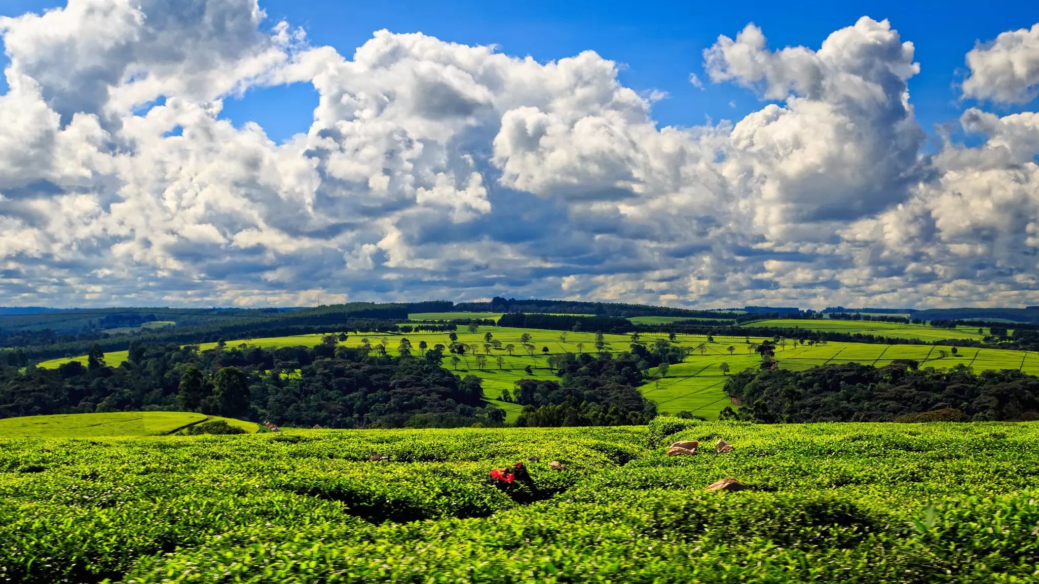 Fields of green tea leaves stretching into the distance under a cloudy sky.
