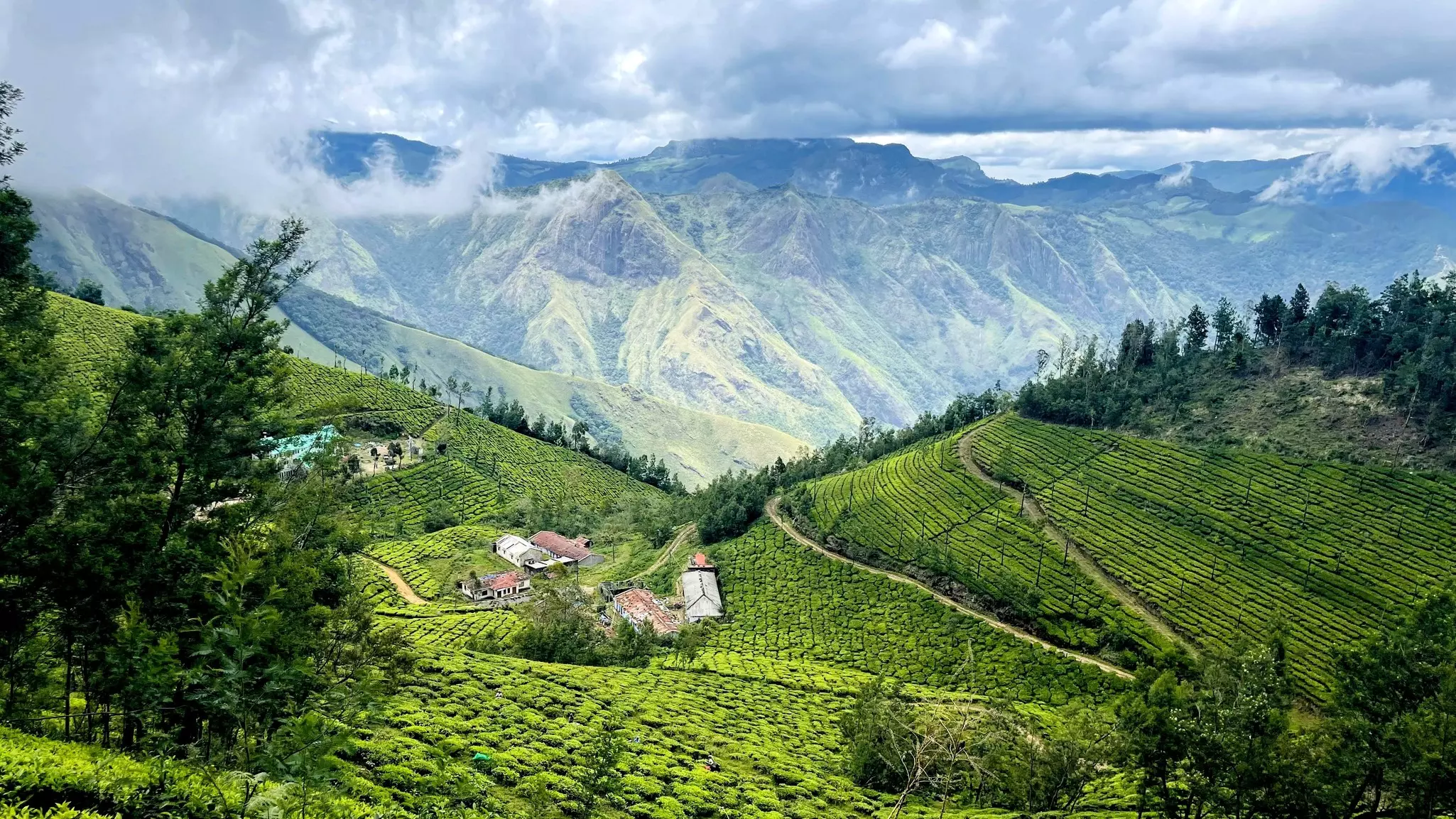 A wide view of green fields of tea plants, with misty mountains in the distance.