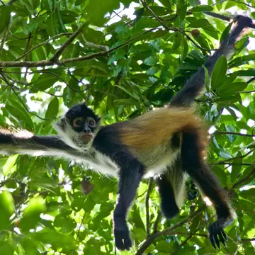 A black and tan monkey stretches its long arms and tail between branches under dense green leaves