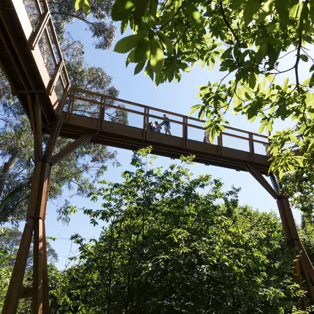 A family walks on a wooden catwalk through the tree canopy in a city park. 