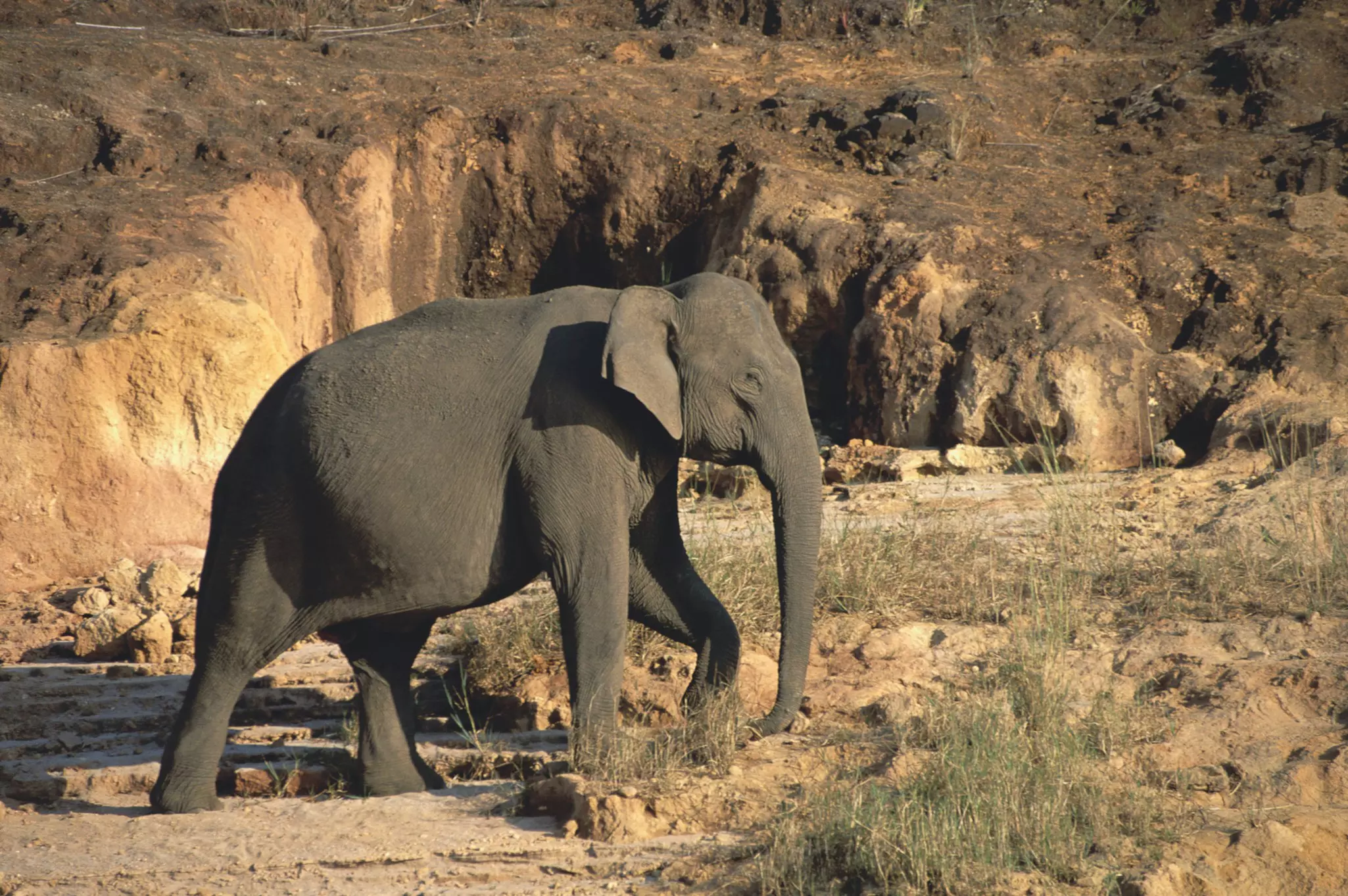 An elephant on the lakeshore at Periyar Tiger Reserve, Kerala, India.