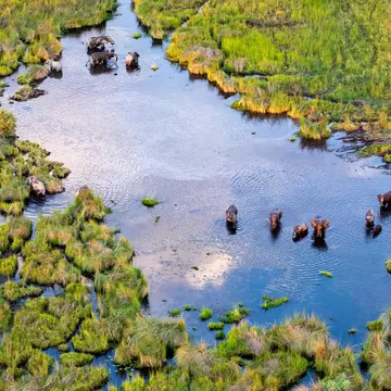 Aerial view to bush of delta Okavango with elephant.