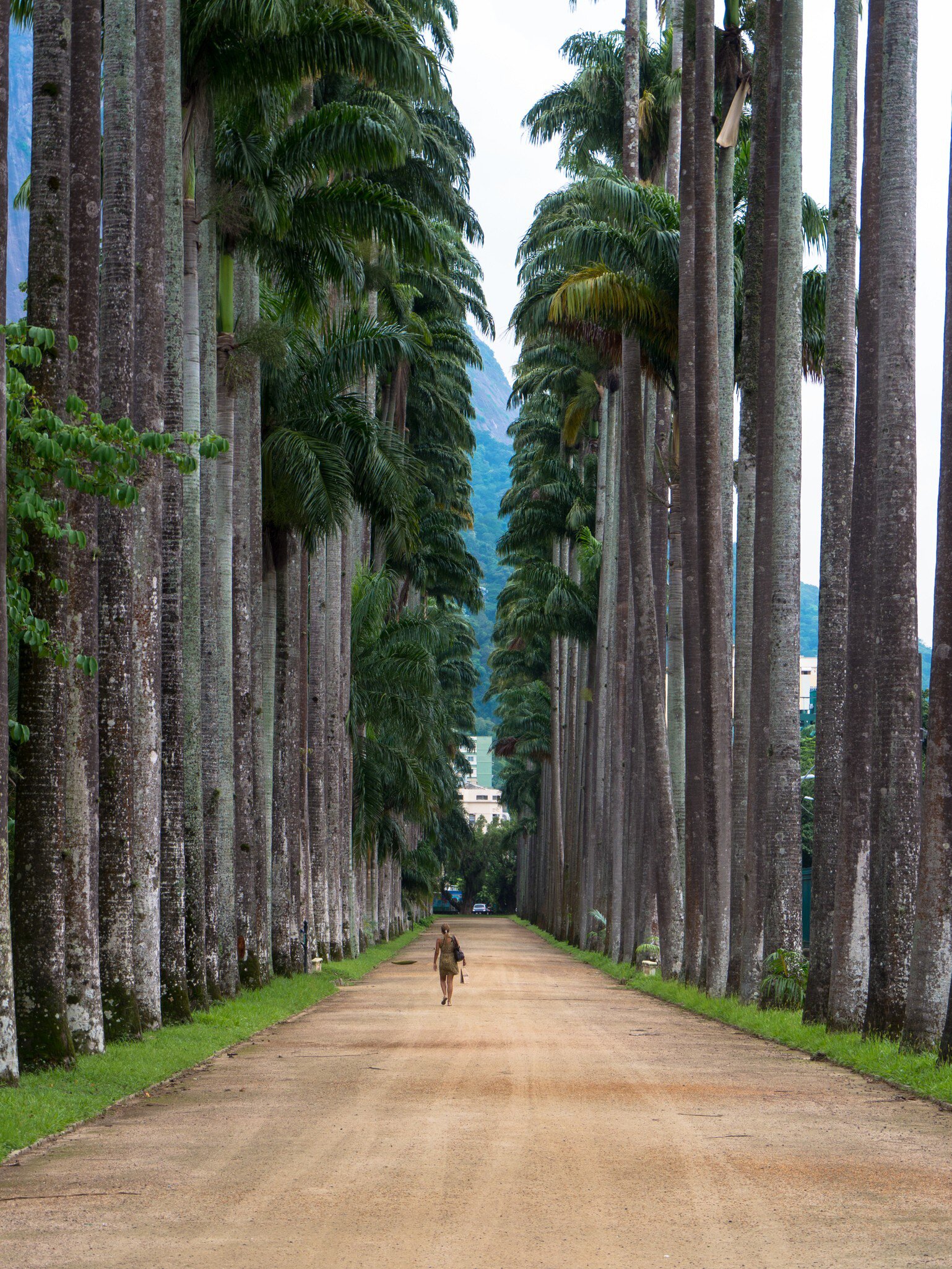 A visitor at the Jardim Botânico walks down a path lined with large palm trees in Rio de Janeiro, Brazil.